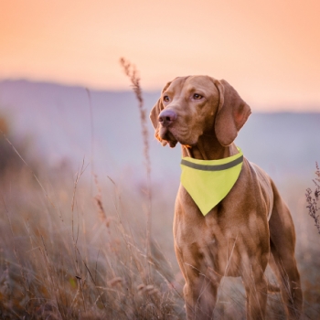 Bipols Hi-Vis Pet Bandana